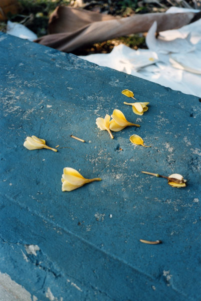 Petals, 2014, 40 X 60 cm, Edition of 5 + 2AP - © Vincent Delbrouck