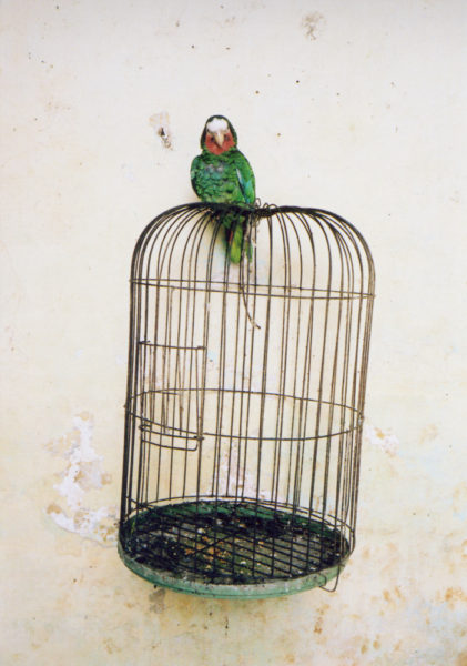 Parrot, 2014, C-print, 40 X 60 cm, Edition of 5 + 2AP - © Vincent Delbrouck