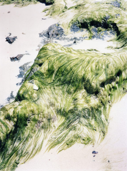 Algae, 2017, C-print, 45 X 60 cm, Edition of 3 + 2AP - © Vincent Delbrouck