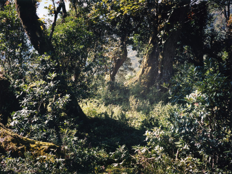 Mowgli’s Forest, 2014, C-print, 112,5 X 150 cm, Edition of 2 + 2AP - © Vincent Delbrouck